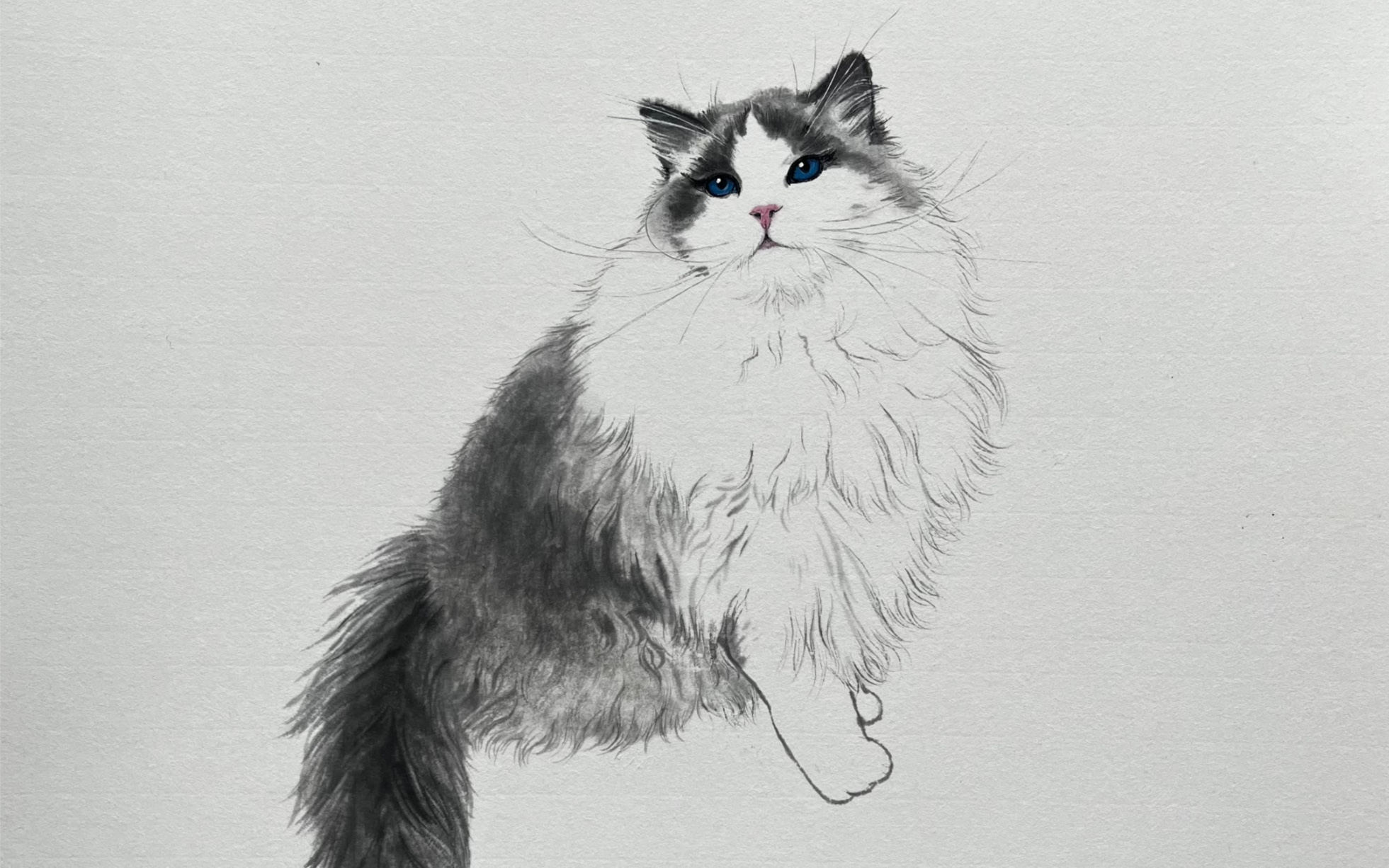 粉丝家的布偶猫 国画猫咪的画法
