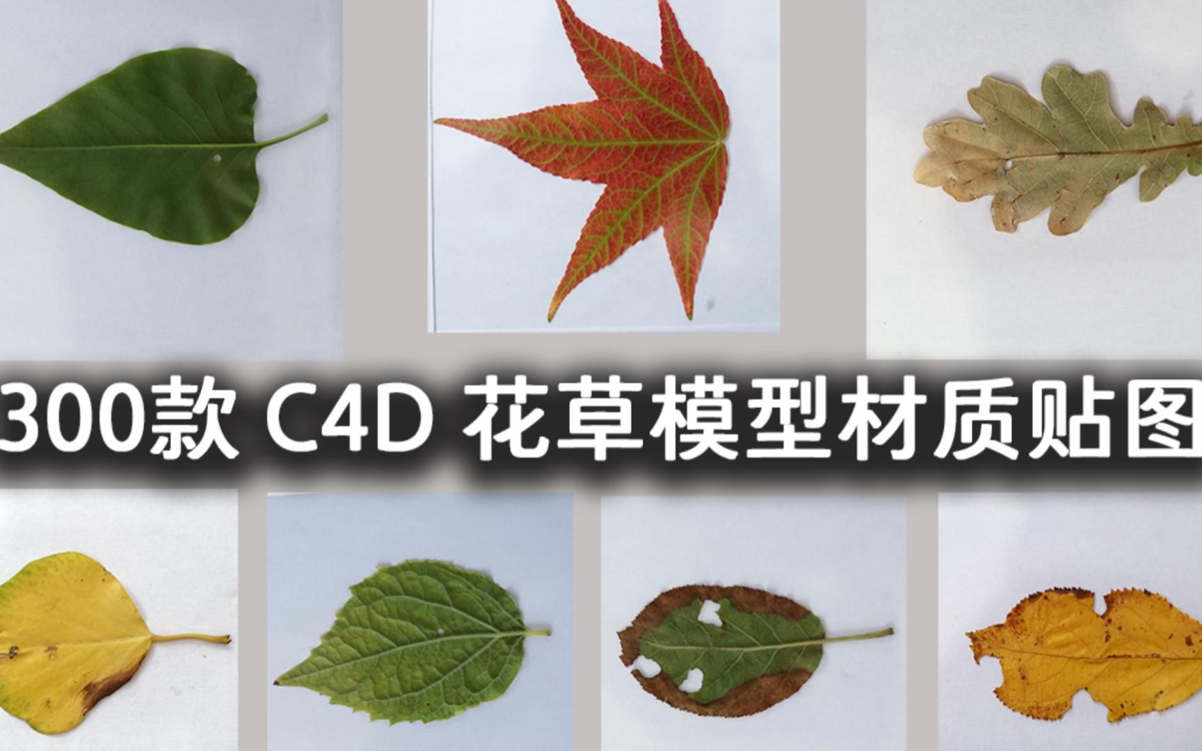 【C4D】300款 C4D 花草绿植模型材质贴图 | 无偿分享哔哩哔哩bilibili