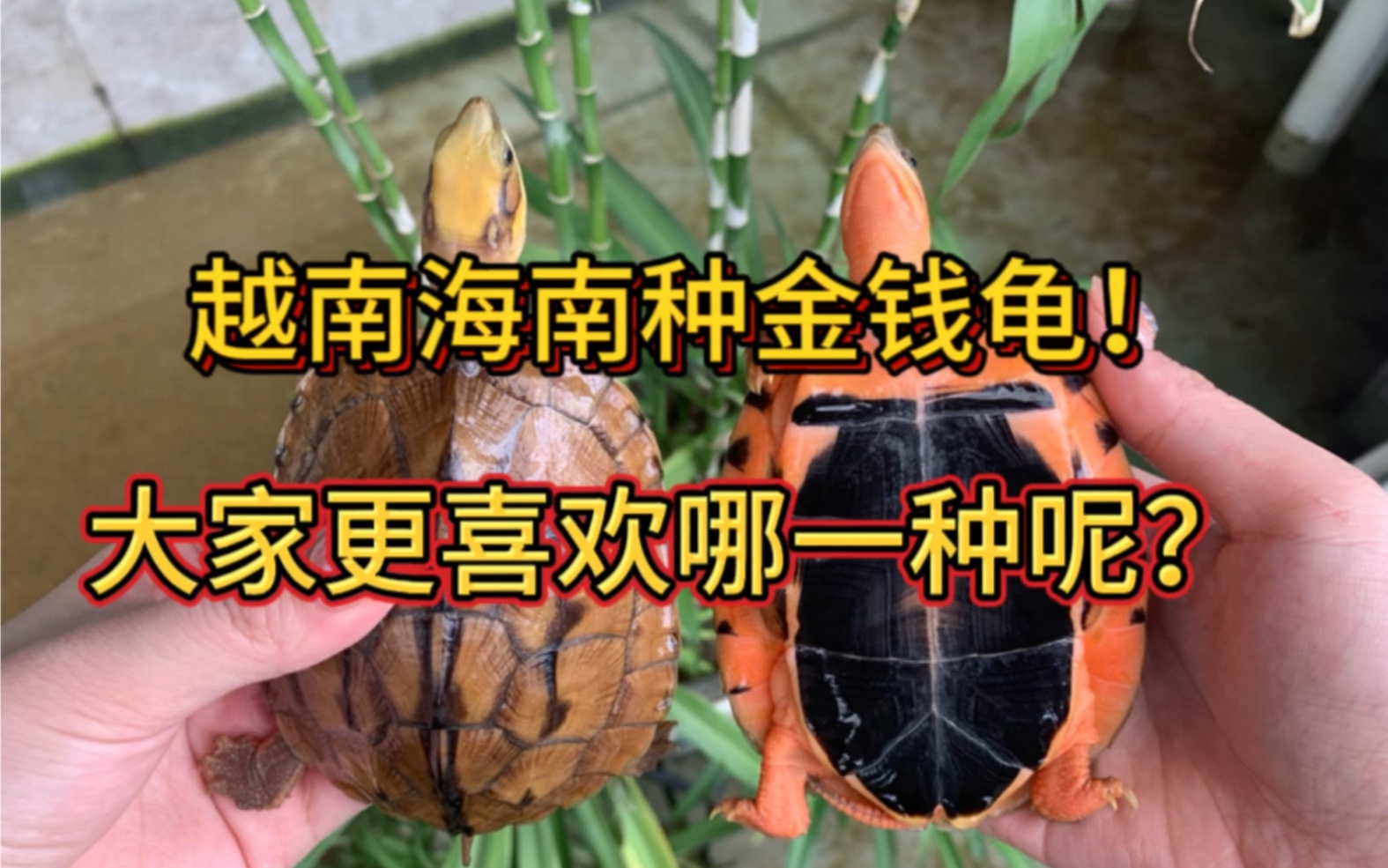 越南海南种金钱龟!大家更喜欢哪一种呢?