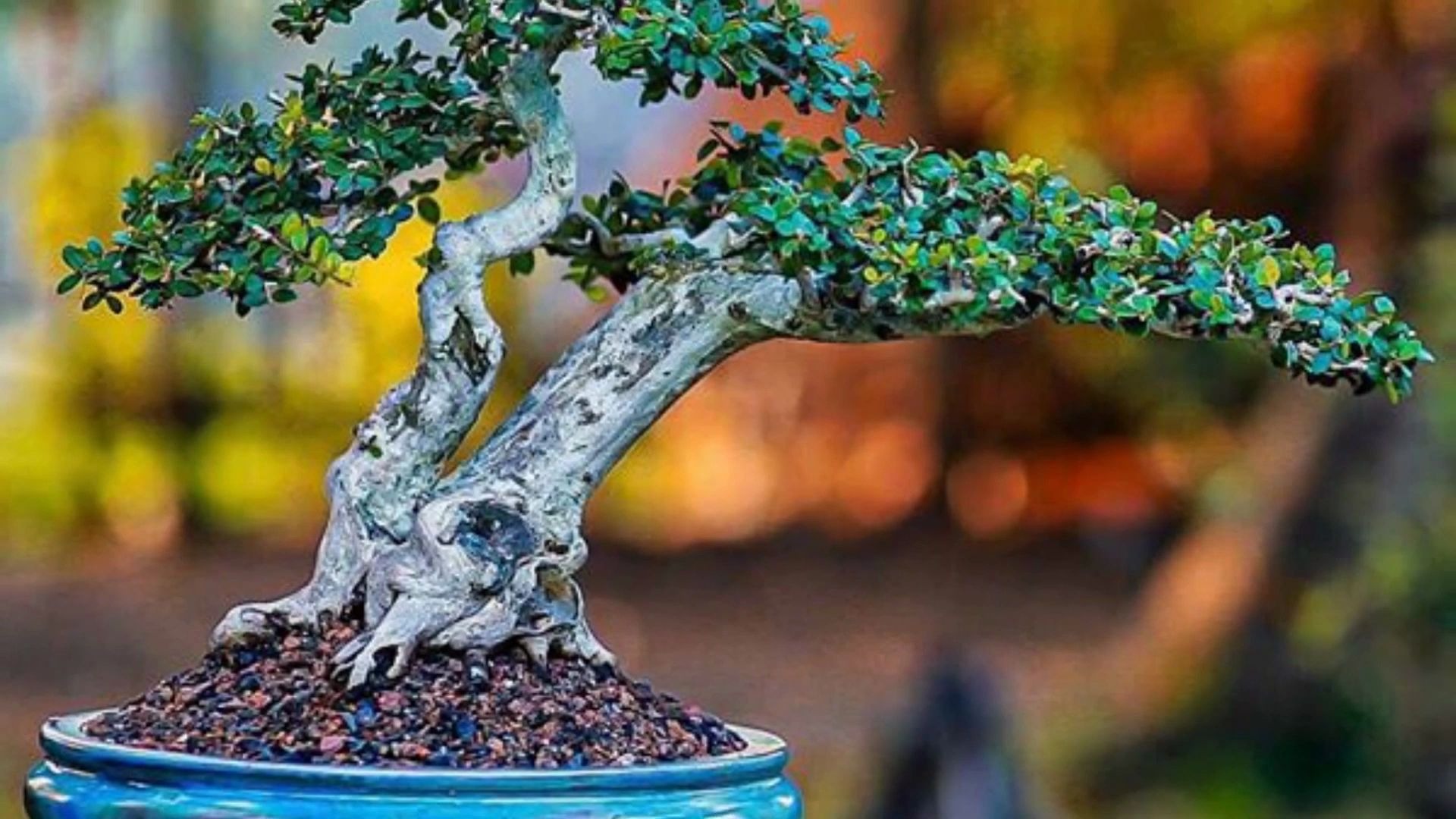 美丽的越南盆景作品六