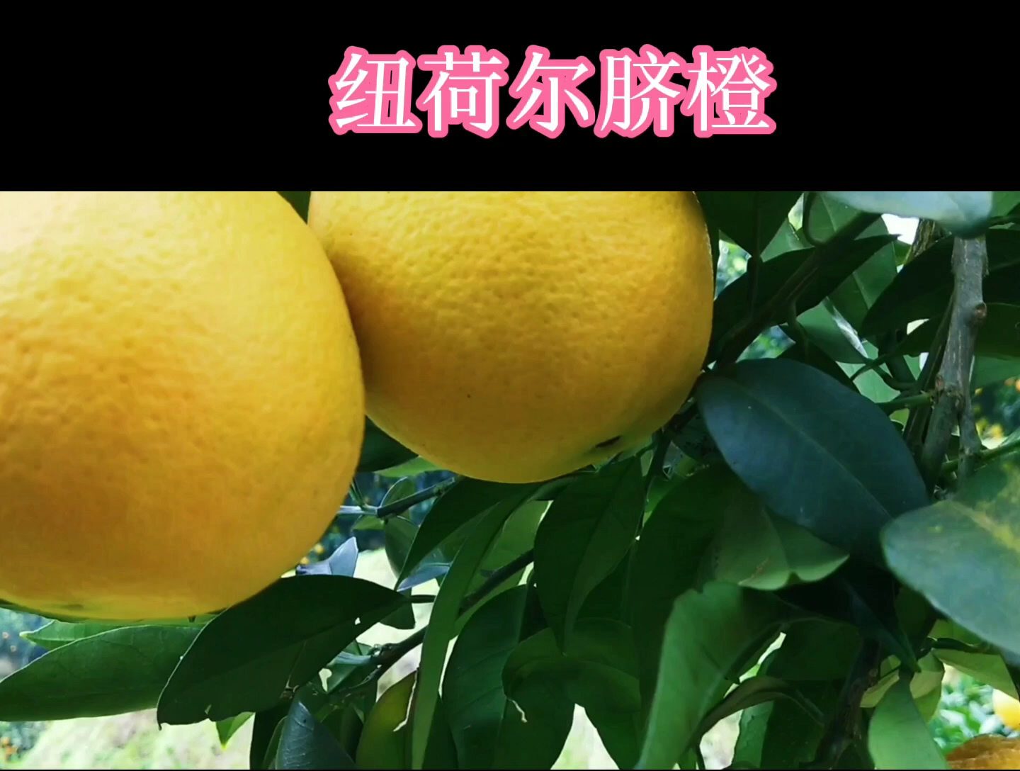 纽荷尔脐橙哔哩哔哩bilibili