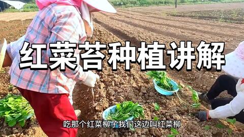 家庭种植好红菜苔有技巧 做好3点长势喜人 方法简单好用 哔哩哔哩