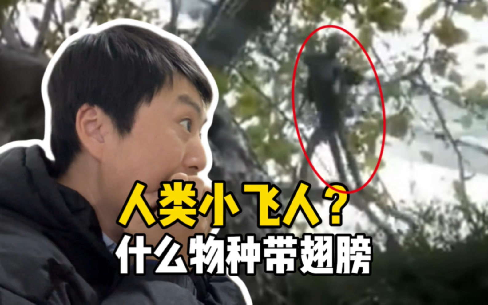 未知生物,飞龙?小飞棍?