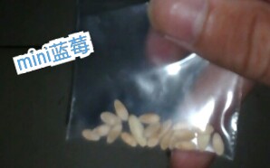 蓝莓种子和拼多多购物体验(迷你种子)哔哩哔哩bilibili