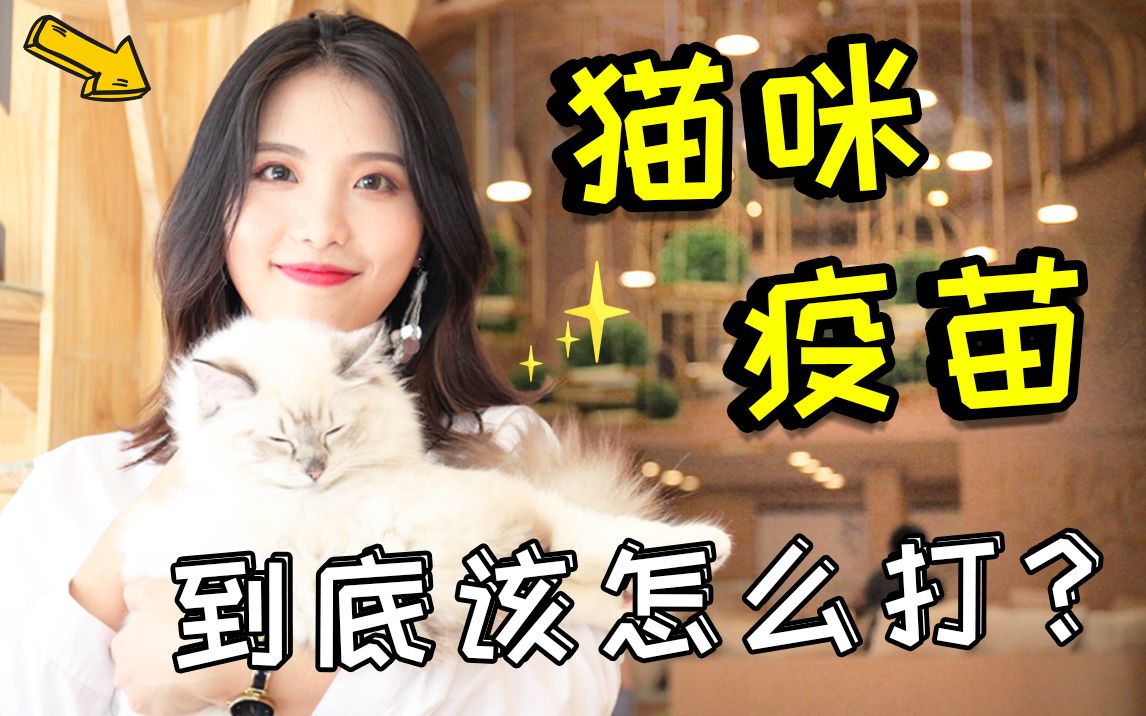 猫咪疫苗到底该怎么打?Mocha猫咪小讲堂教你如何撸猫、养猫、识猫.哔哩哔哩bilibili