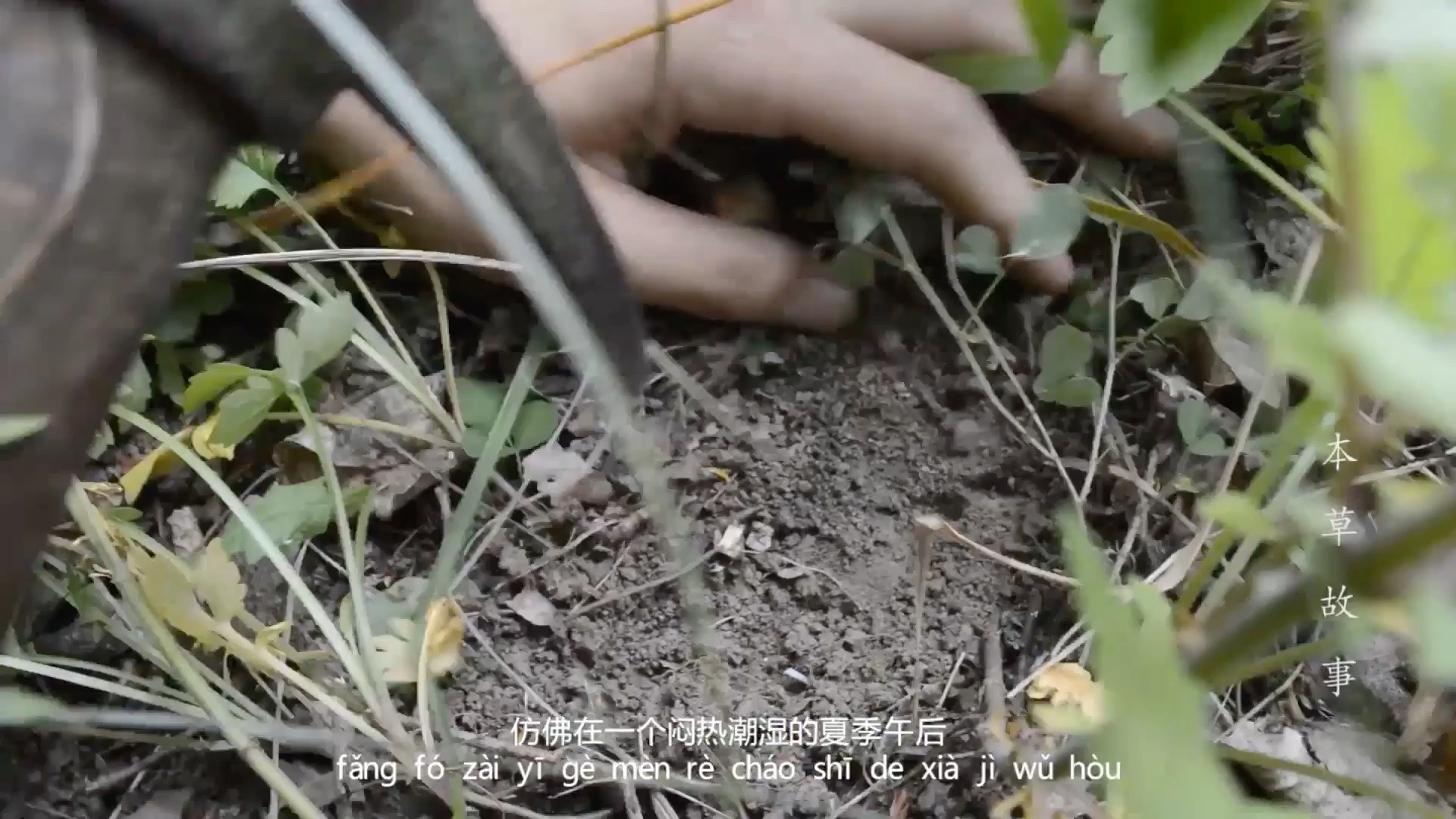 本草故事2019年北京中医药大学中药学院上山采药实习(某一组的)vlog哔哩哔哩bilibili