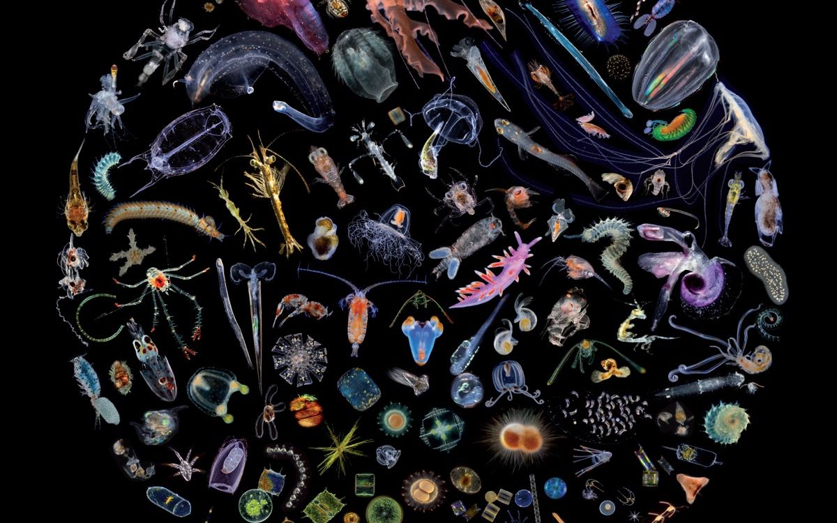 浮游生物: 诞生与重生