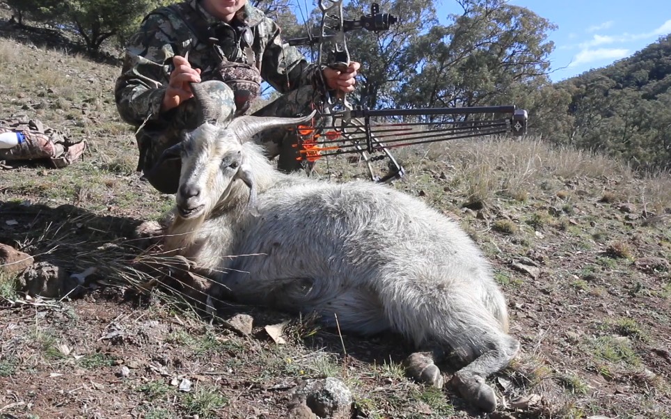 复合弓射野猪山羊当场煎猪肉
