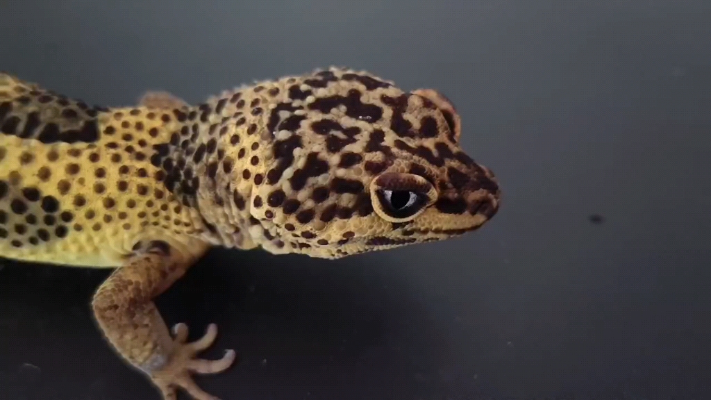 记录咱家里"鳄鱼"的全身细节——橘化柠檬霜