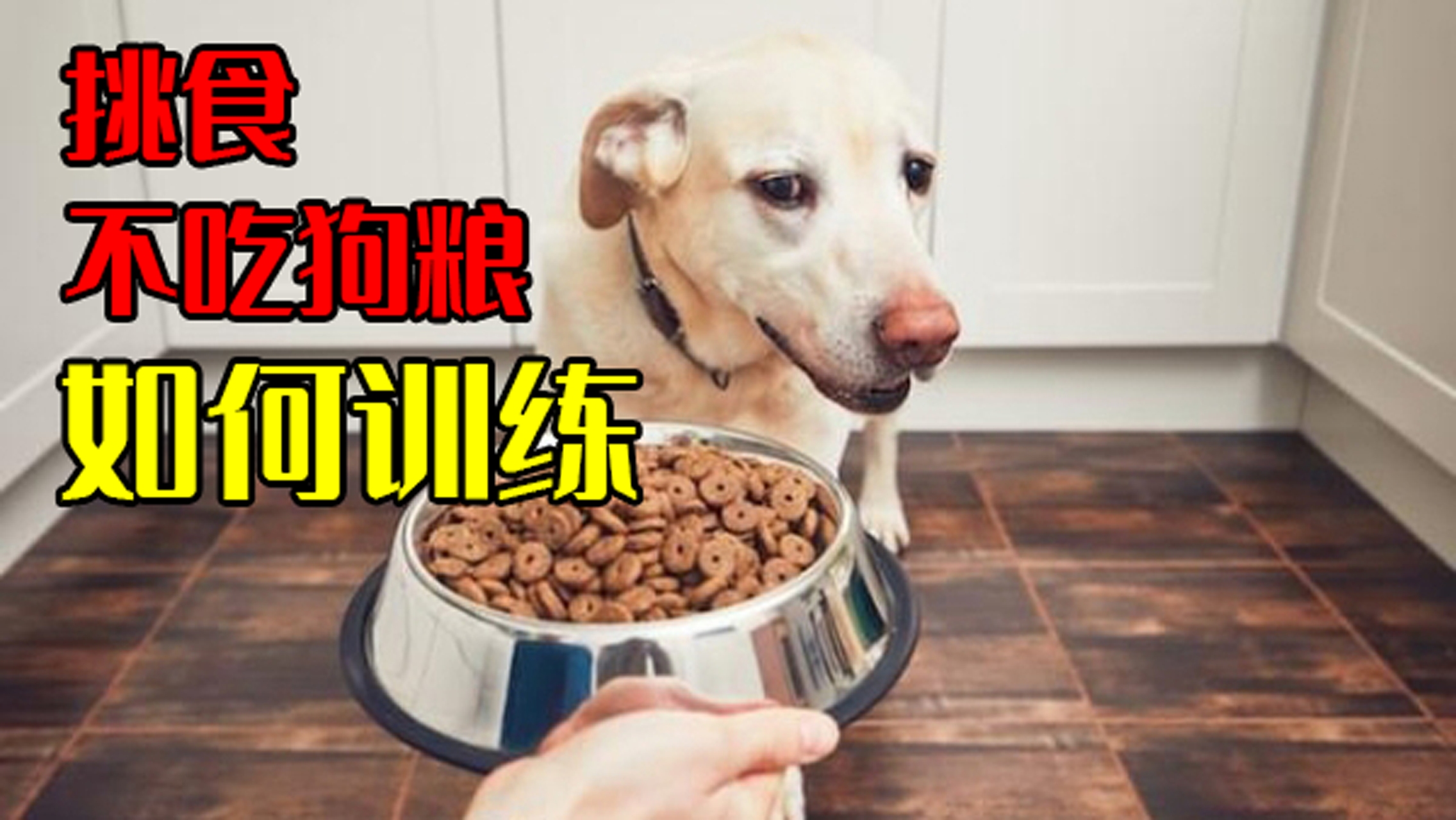 [图]狗狗挑食不吃狗粮怎么办如何训练