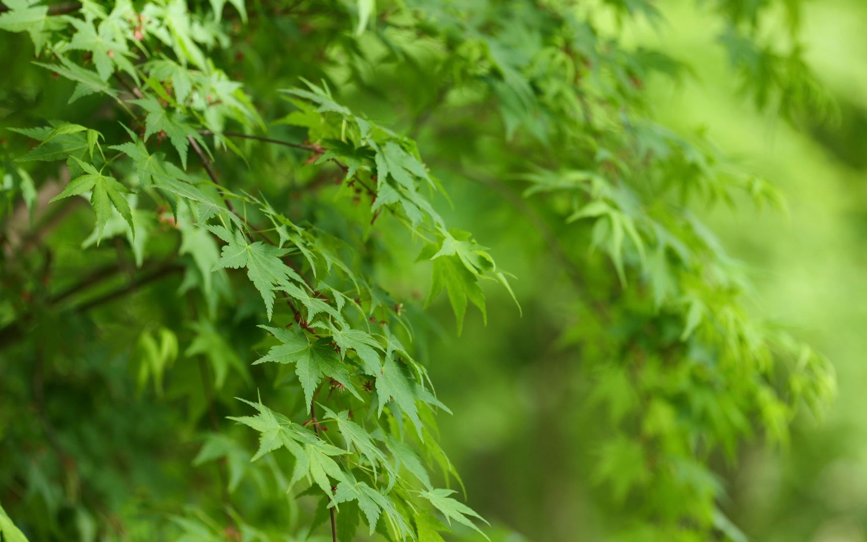 春天的绿色植物图片图片