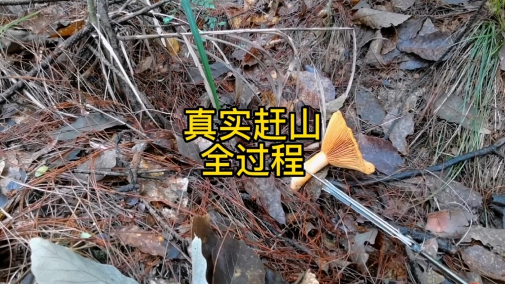 真实赶山采蘑菇哔哩哔哩bilibili