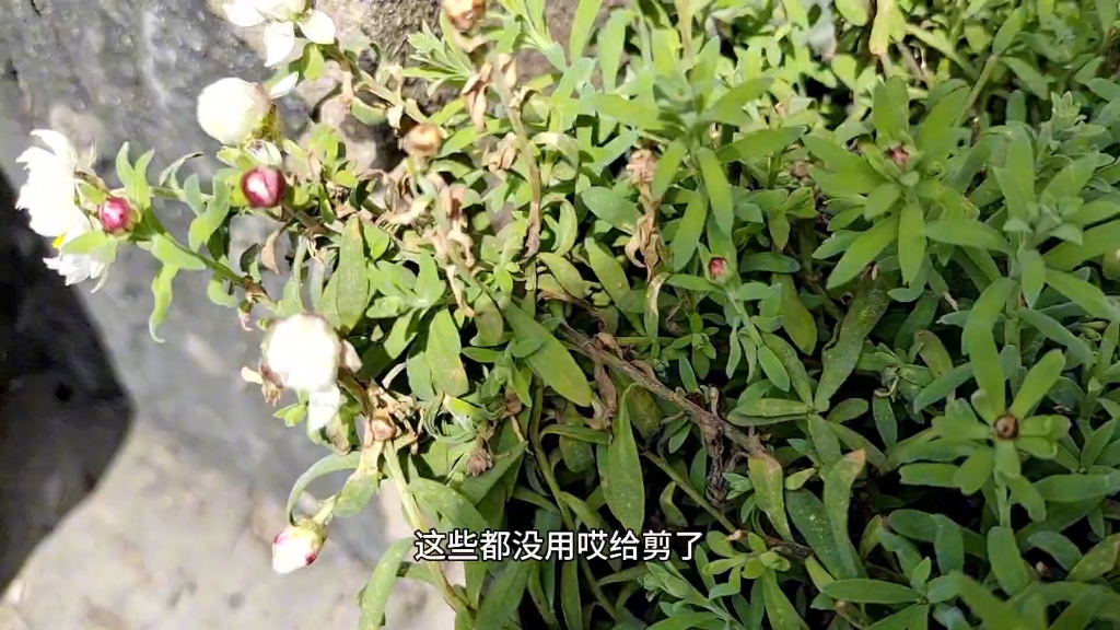 朔料花,纸鳞托菊.哔哩哔哩bilibili