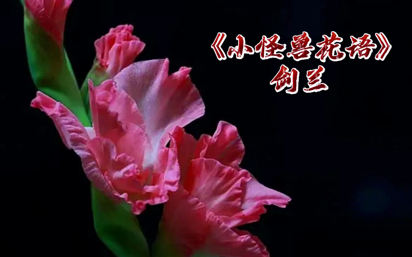 剑兰健康长寿节节高升正义忠贞小怪兽花语