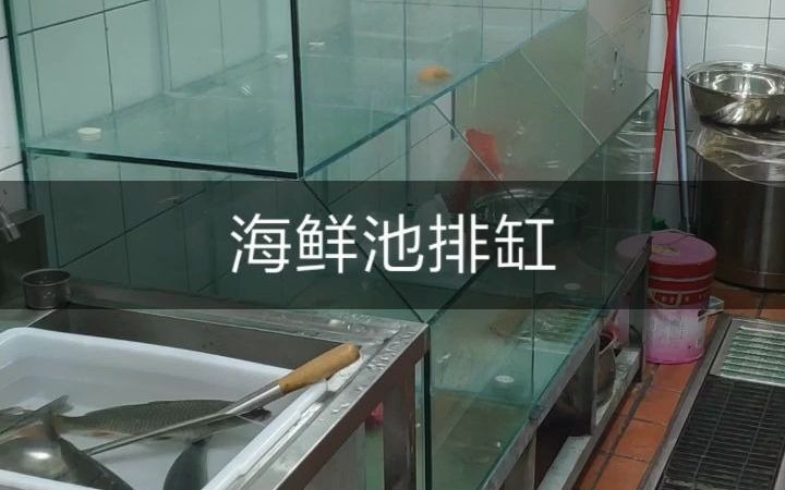 海鲜池排缸 养鱼养海鲜 河鲜池酒店鱼缸哔哩哔哩bilibili