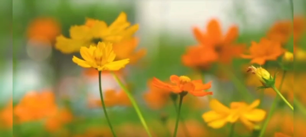 [图]花儿花儿