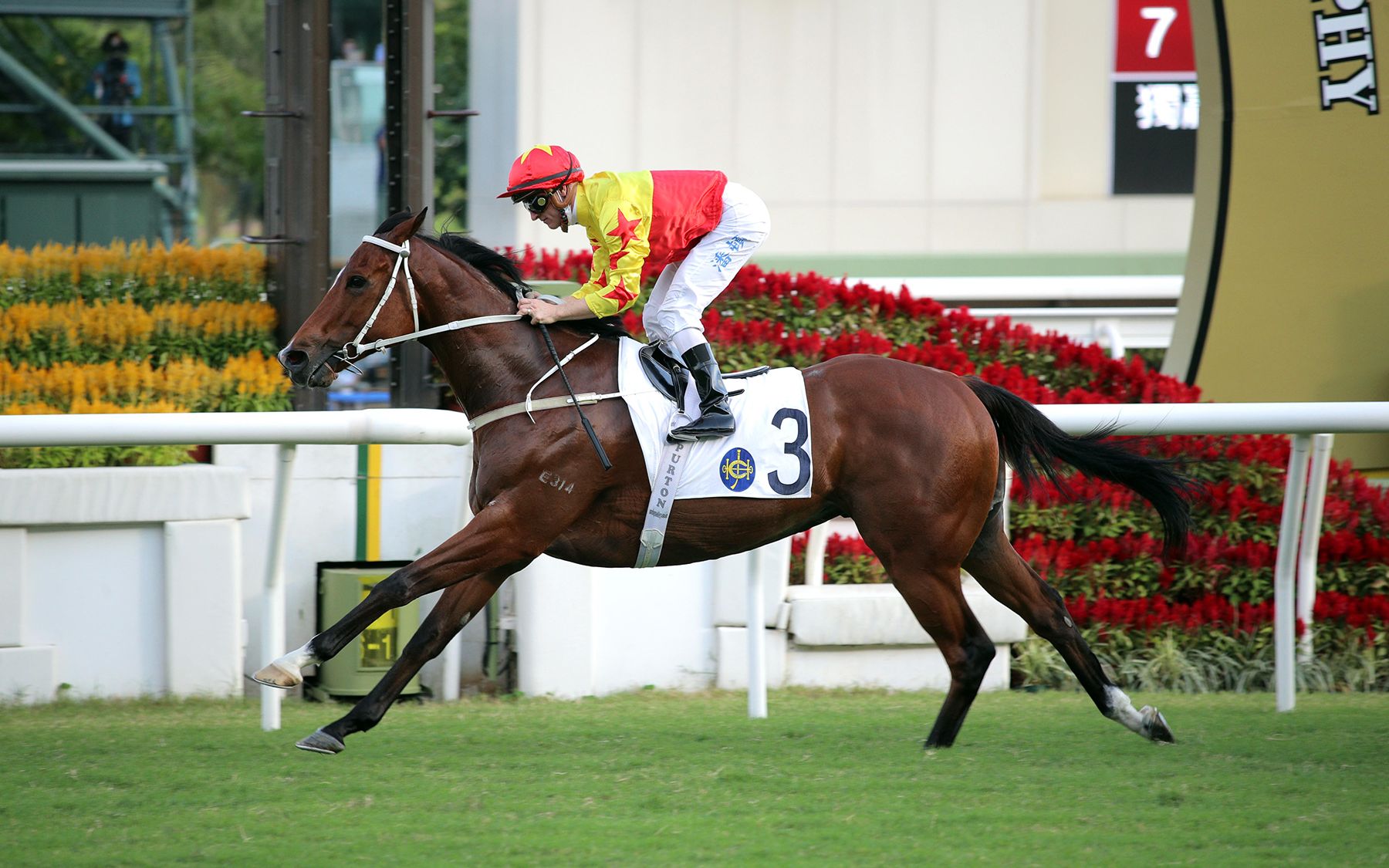 【赛马】2022年沙田锦标 加州星球(california spangle)