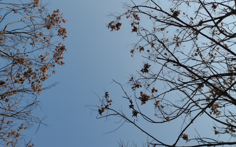 活动作品2020我的一年光景