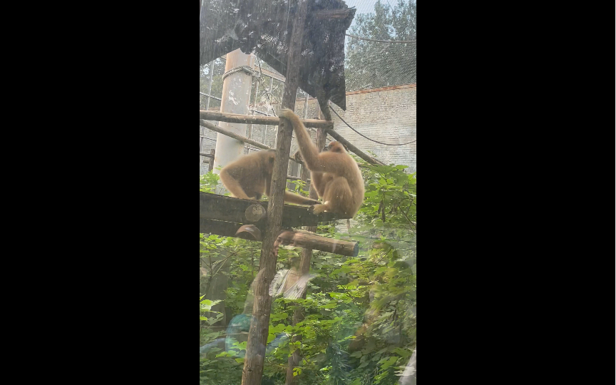 长臂猿-北京动物园-乐多好运-乐多好运-哔哩哔哩视频