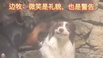 边牧：笑是一种礼貌，也是一种警告