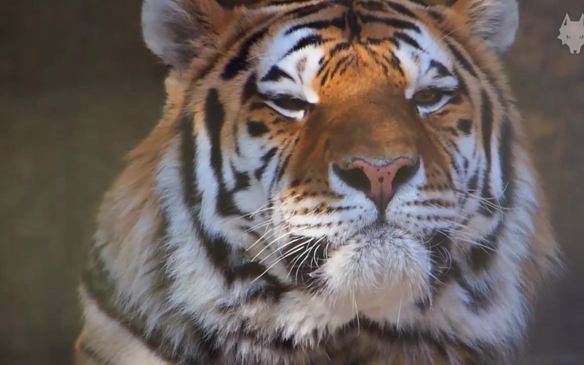 【老虎】盯着阿乔木的眼睛