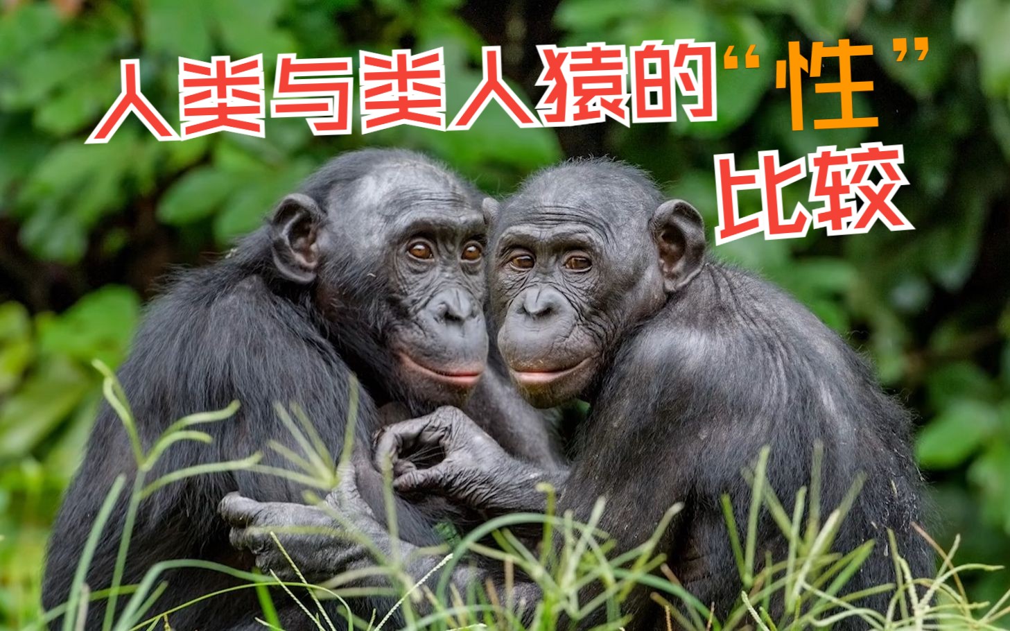 人类与类人猿的"性"会有多大的不同呢?