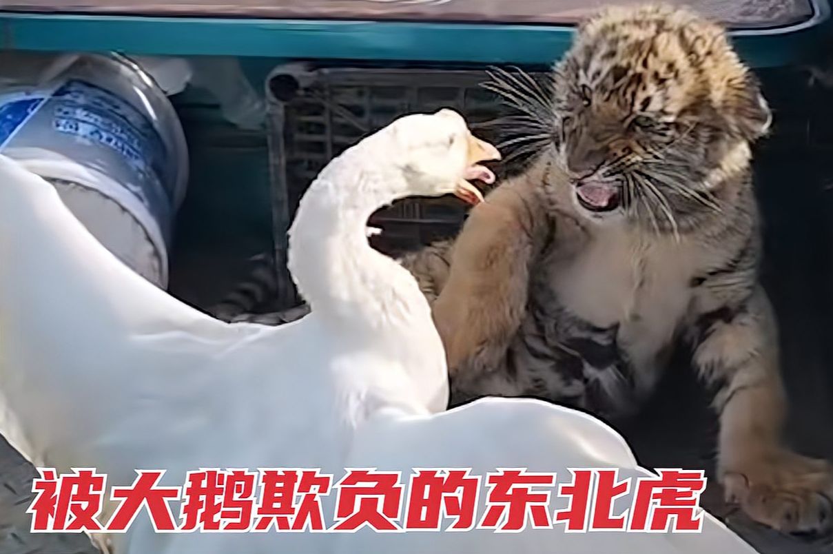 网红小老虎,从小被大鹅欺负长大,虎生经历实在心酸