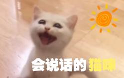 盘点下那些会说话的猫咪!哔哩哔哩bilibili