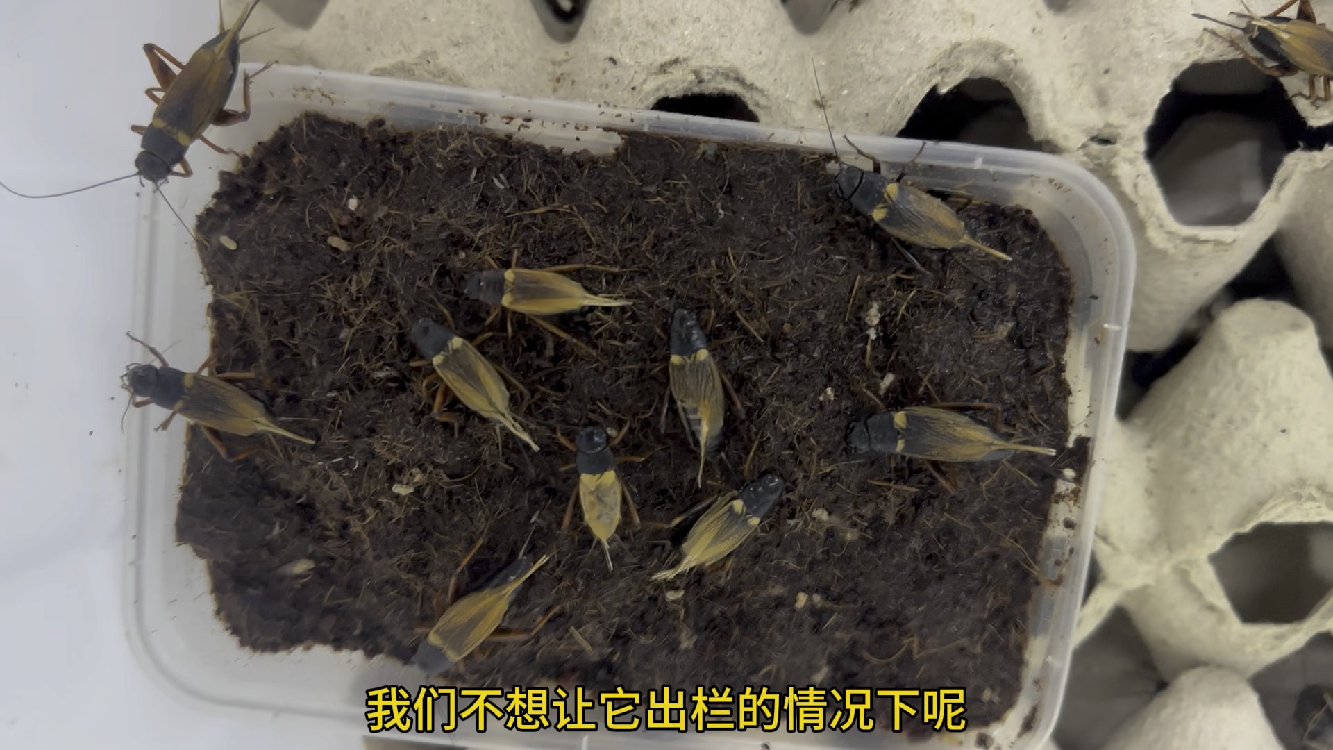 蟋蟀产卵时怎么管理