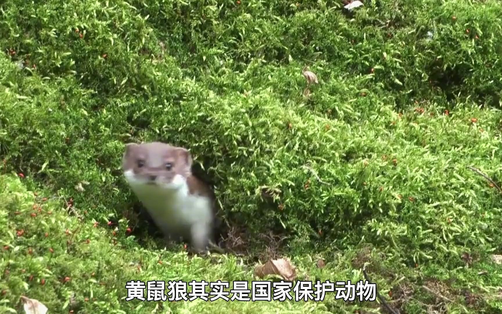 黄鼠狼全身是宝,皮毛能卖肉可入药,为什么很少有人敢养殖?