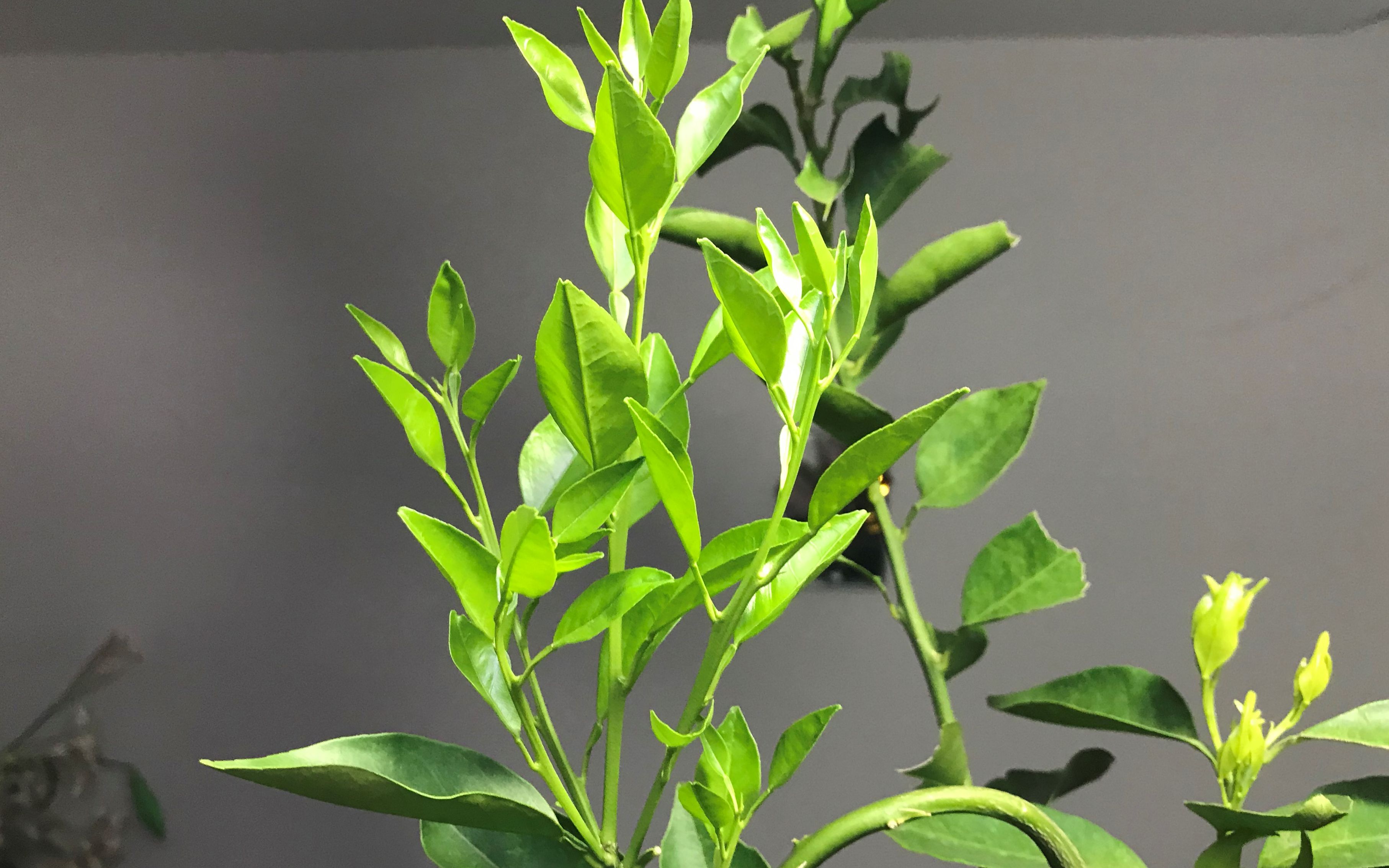 嫁接养护技术,巧用营养枝促进接穗生长,5天长5cm_哔哩哔哩 (゜-゜)つ