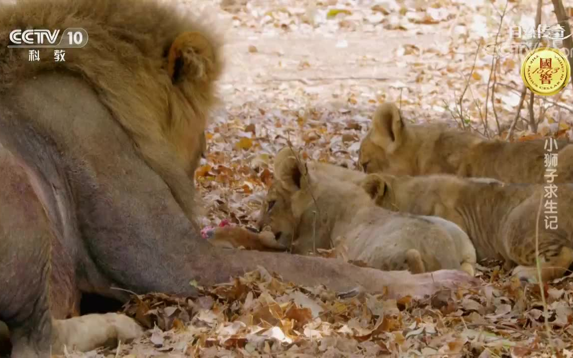 自然传奇狮子五兄弟图片
