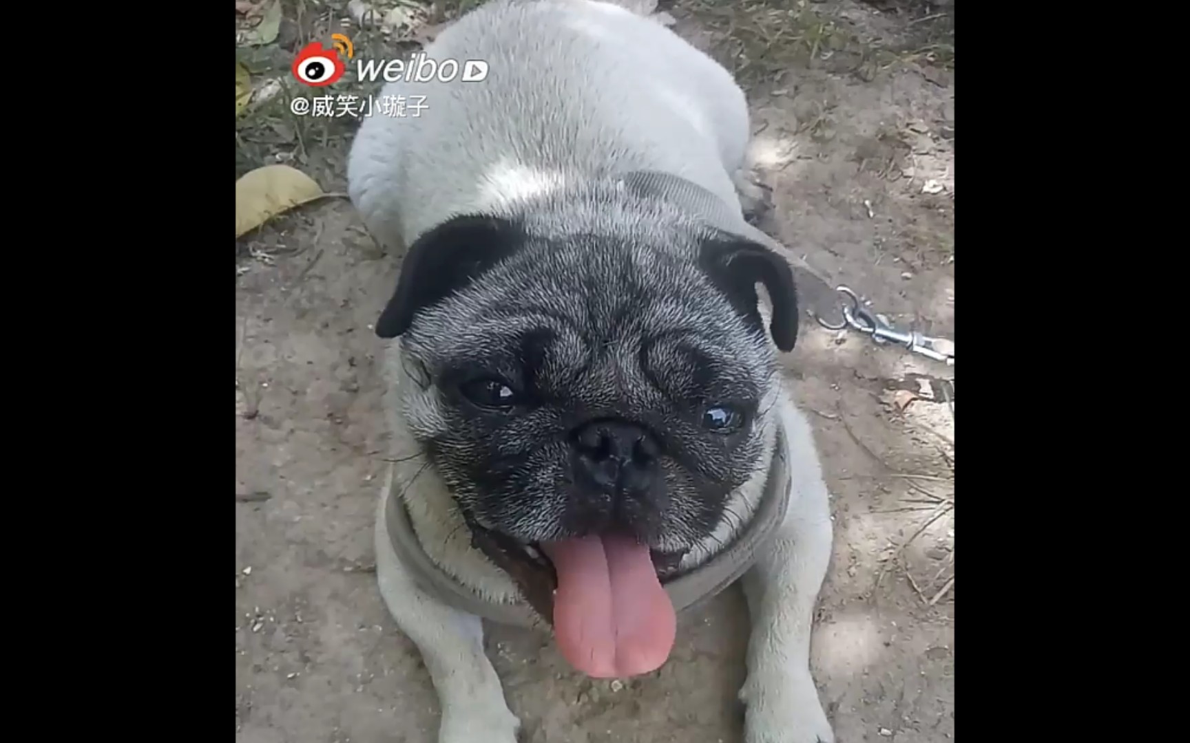 【溜溜周记】之溜溜的亲故~皮皮狗