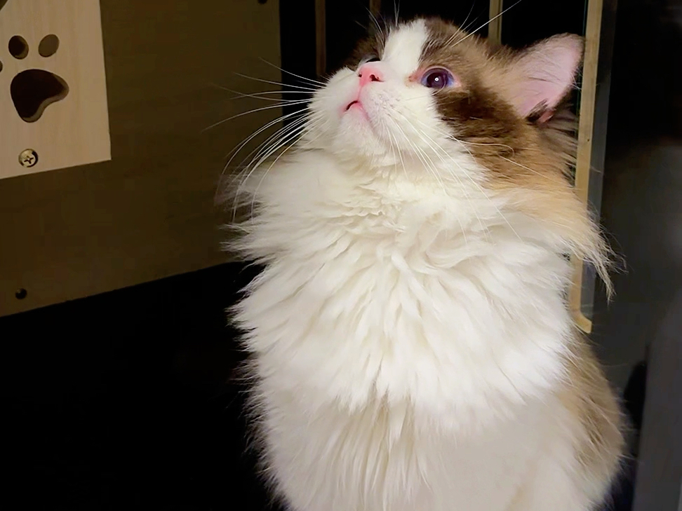 肥波也挺可爱的呢