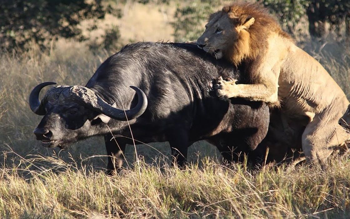 【雄狮捕猎】见证雄狮捕猎!狮子王vs大象!优胜略汰的生态圈!