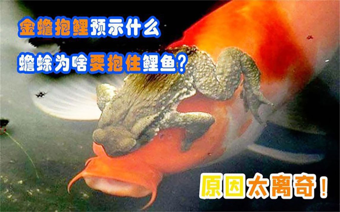 癞蛤蟆为何会抱住鱼的眼睛直致鱼儿死亡?"金蟾抱鲤"是吉兆?