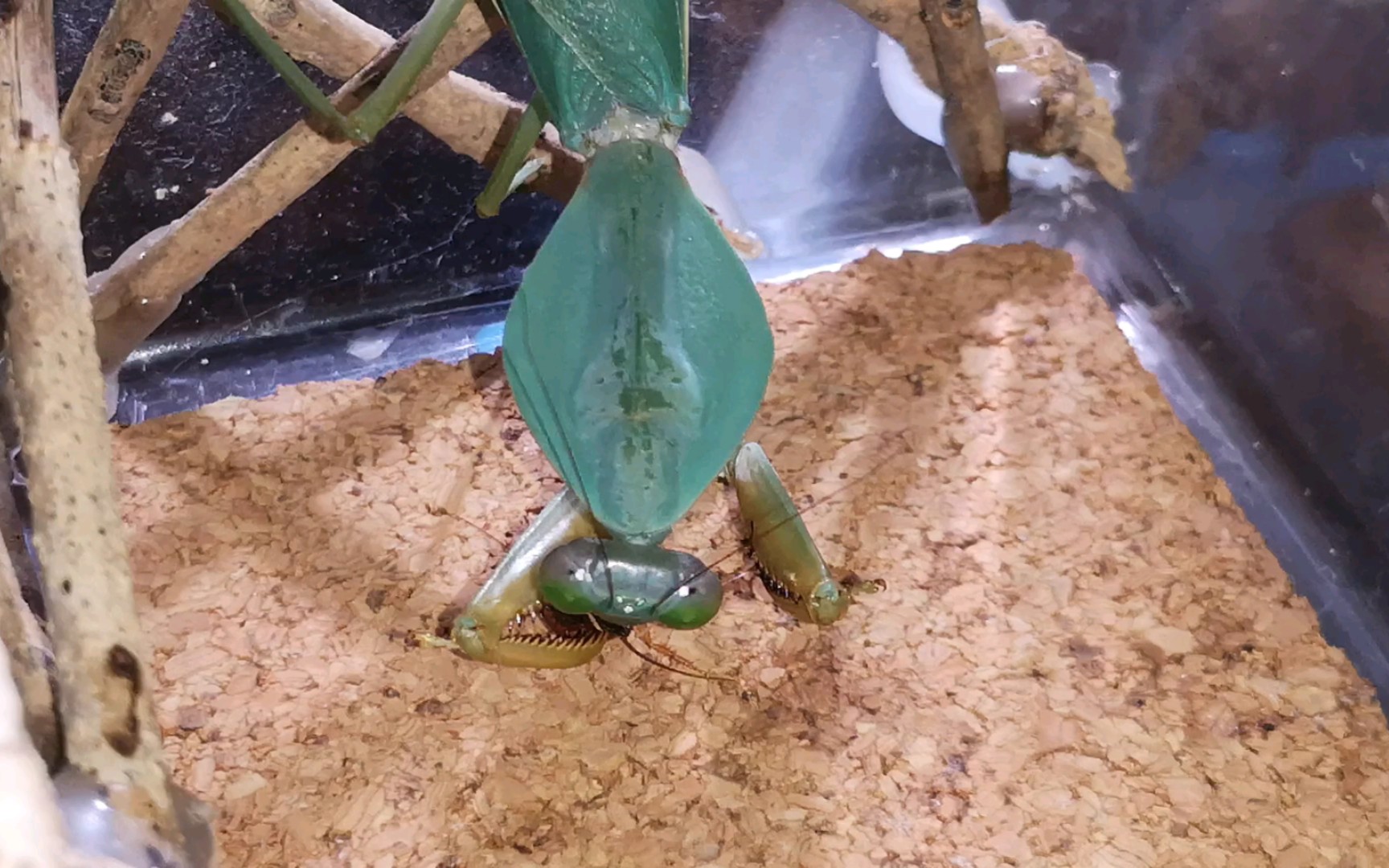 基菱背螳吔小强