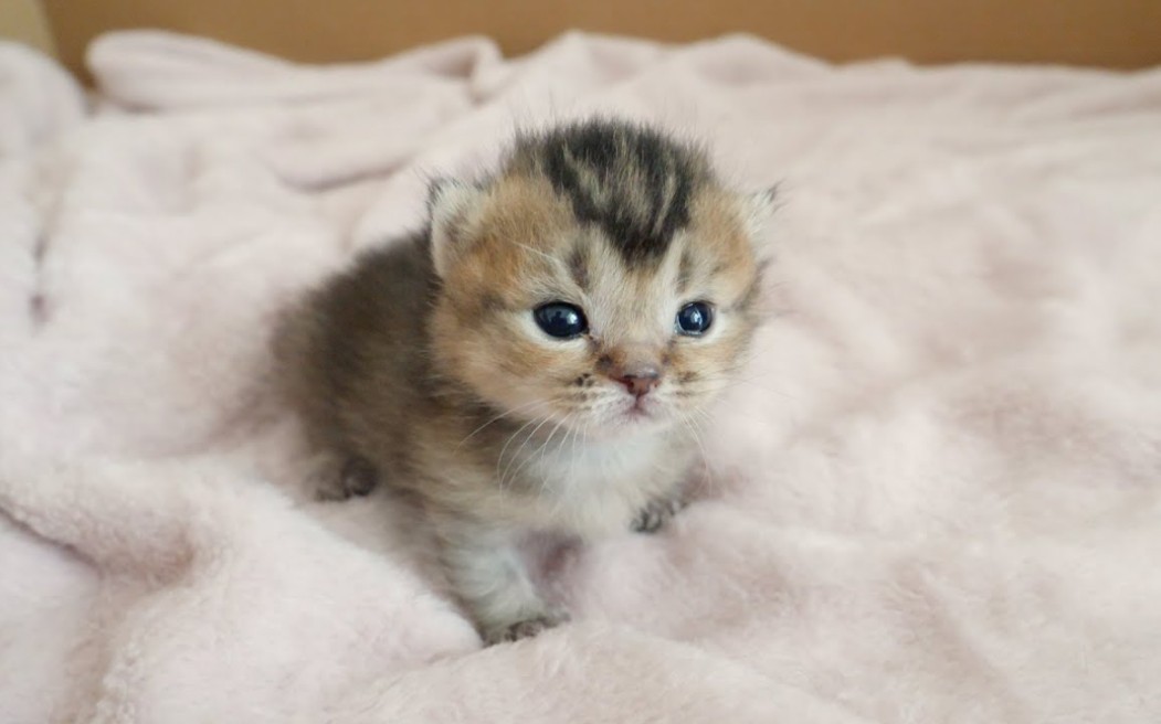 小猫宝宝被猫妈妈强行叫醒