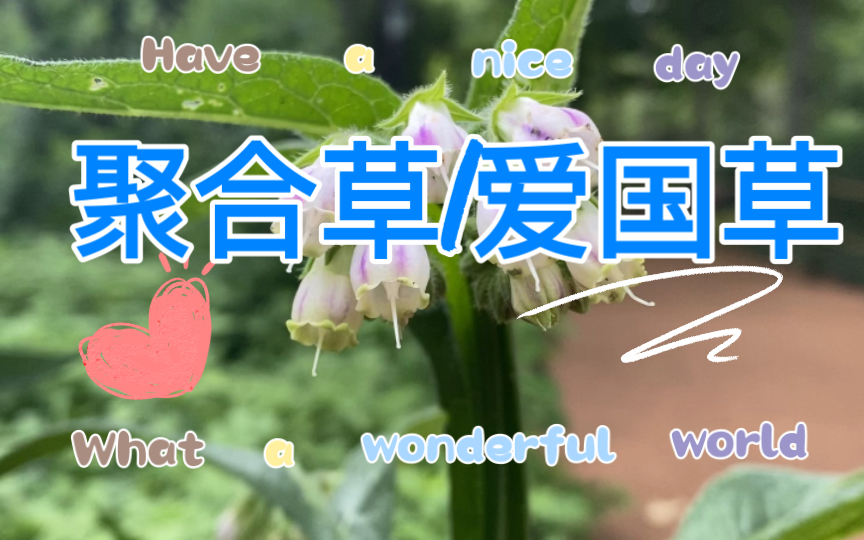 聚合草 Symphytum officinale一一又名爱国草,友谊草.哔哩哔哩bilibili