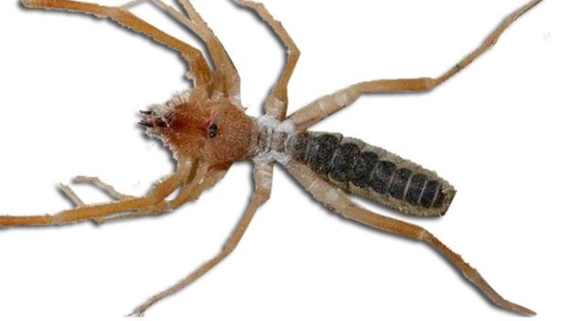 蛛形纲大致分类,狼蛛科分类