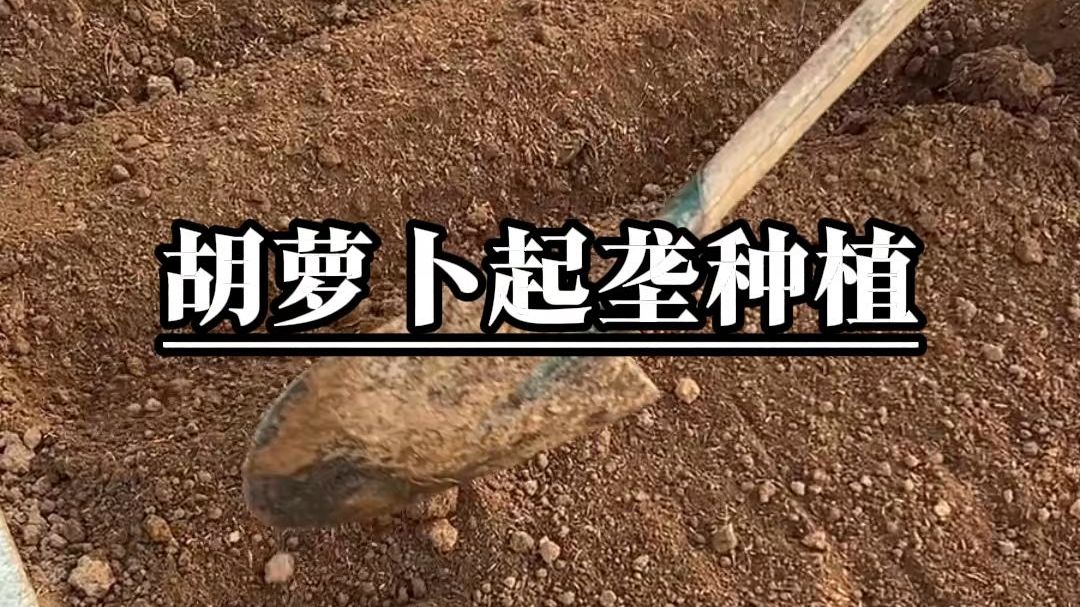 胡萝卜起垄种植好处多#胡萝卜种植
