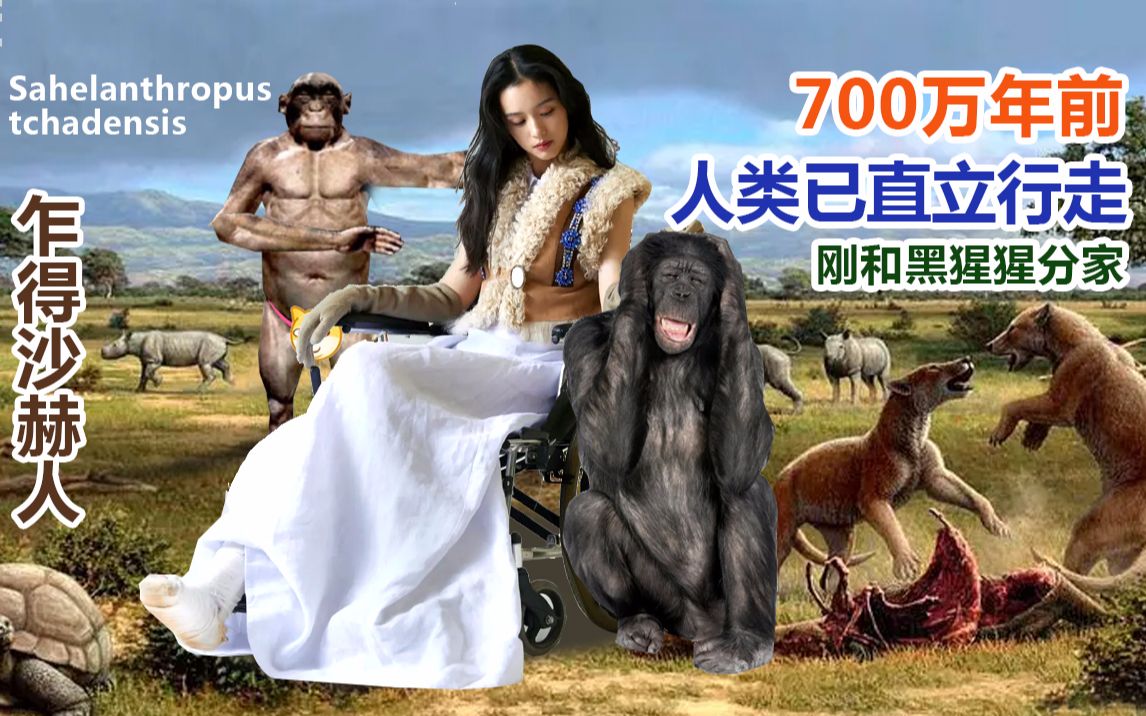 700万年前人类已经能够直立行走?乍得沙赫人是人还是猿?Sahelanthropus tchadensis哔哩哔哩bilibili