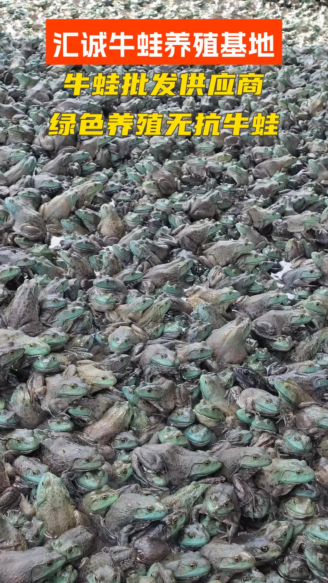 牛蛙餐饮老板所需!现杀速冻,保证每一只牛蛙的新鲜!