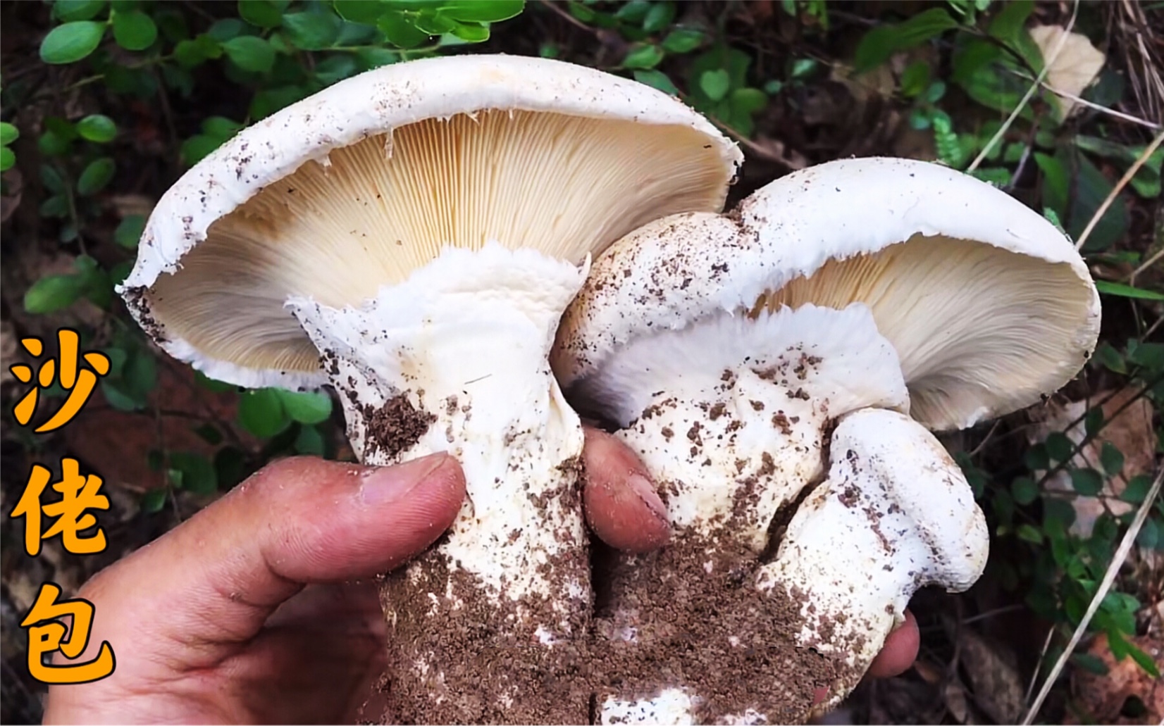 云南大山深处美味山菌沙老包你吃过吗,营养健康又下饭,太香啦