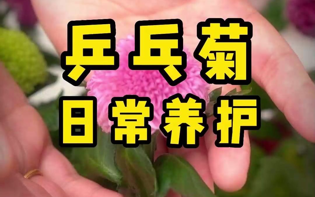 乒乓菊2期哔哩哔哩bilibili