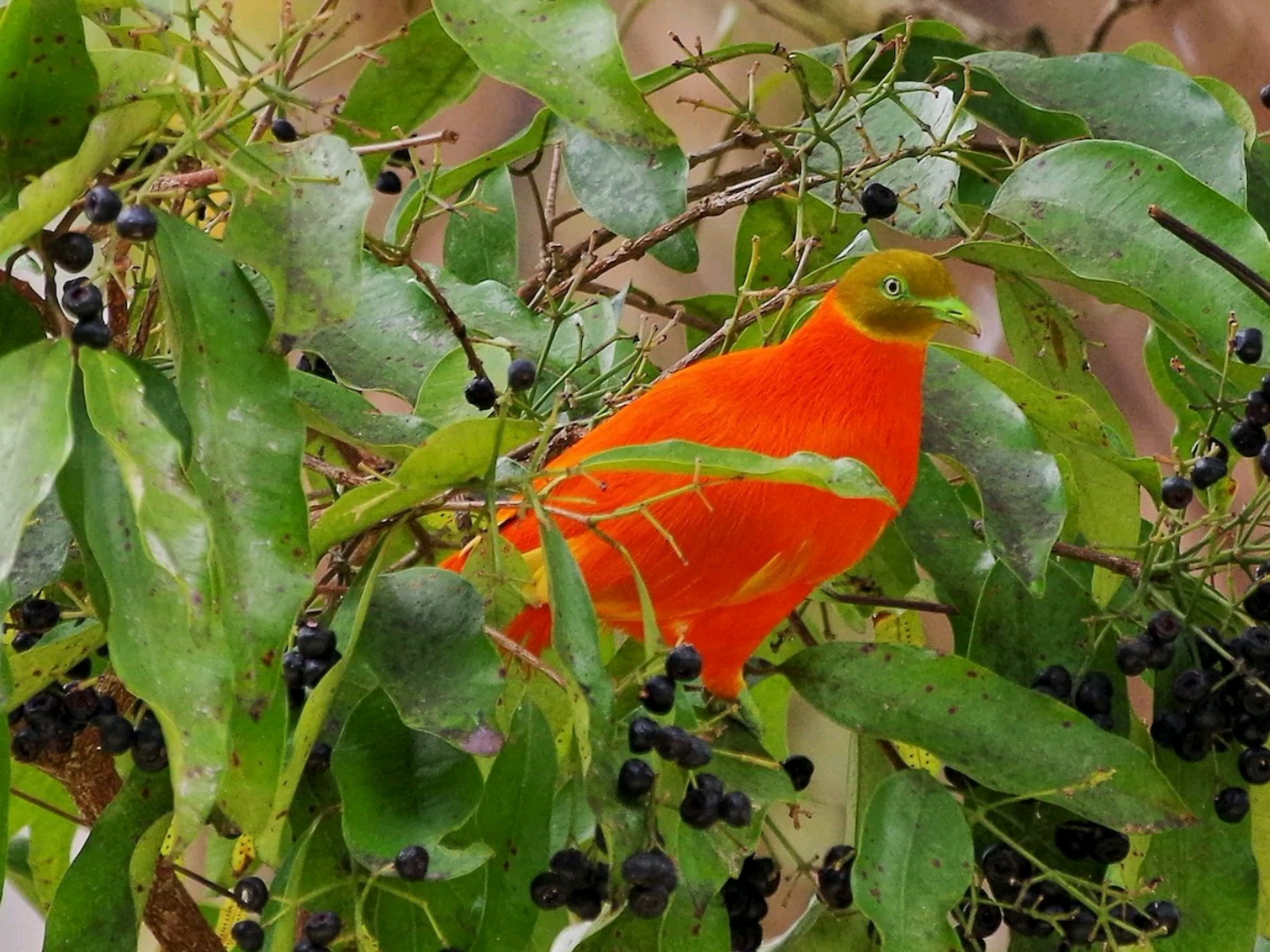橙色果鸠 果鸠族 果鸽 彩色鸽子 斑鸠 鸠鸽科 漂亮的鸟类