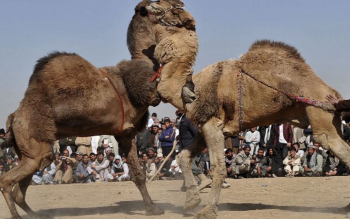 公骆驼为了争夺配偶权,决斗时只攻击这个位置,真是太狠毒了!