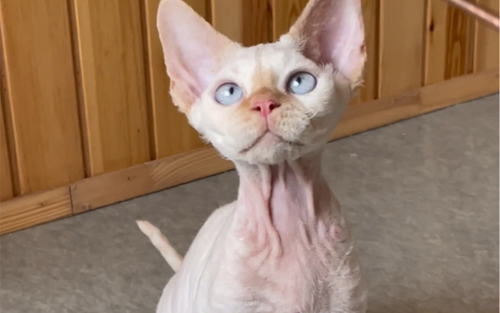 红重点色德文卷毛猫