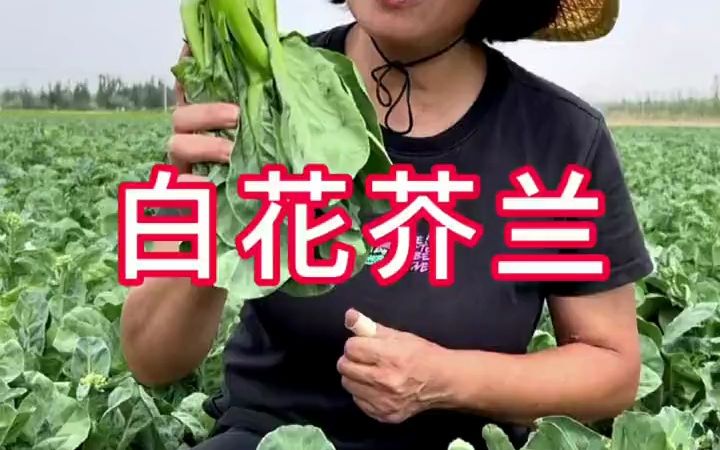 白花芥兰种籽 蔬菜种子哔哩哔哩bilibili