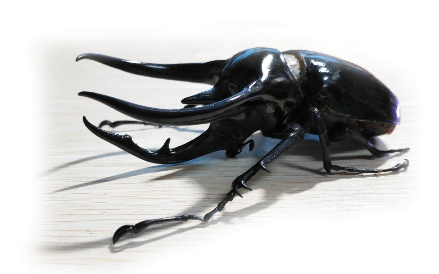南洋大兜虫开箱视频 南洋cc假面骑士kabuto 黑桃k进化 高加索大兜虫